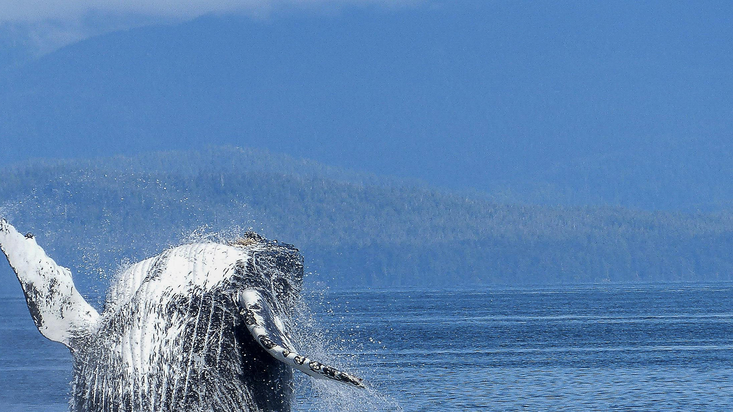Photo d'un restaurant