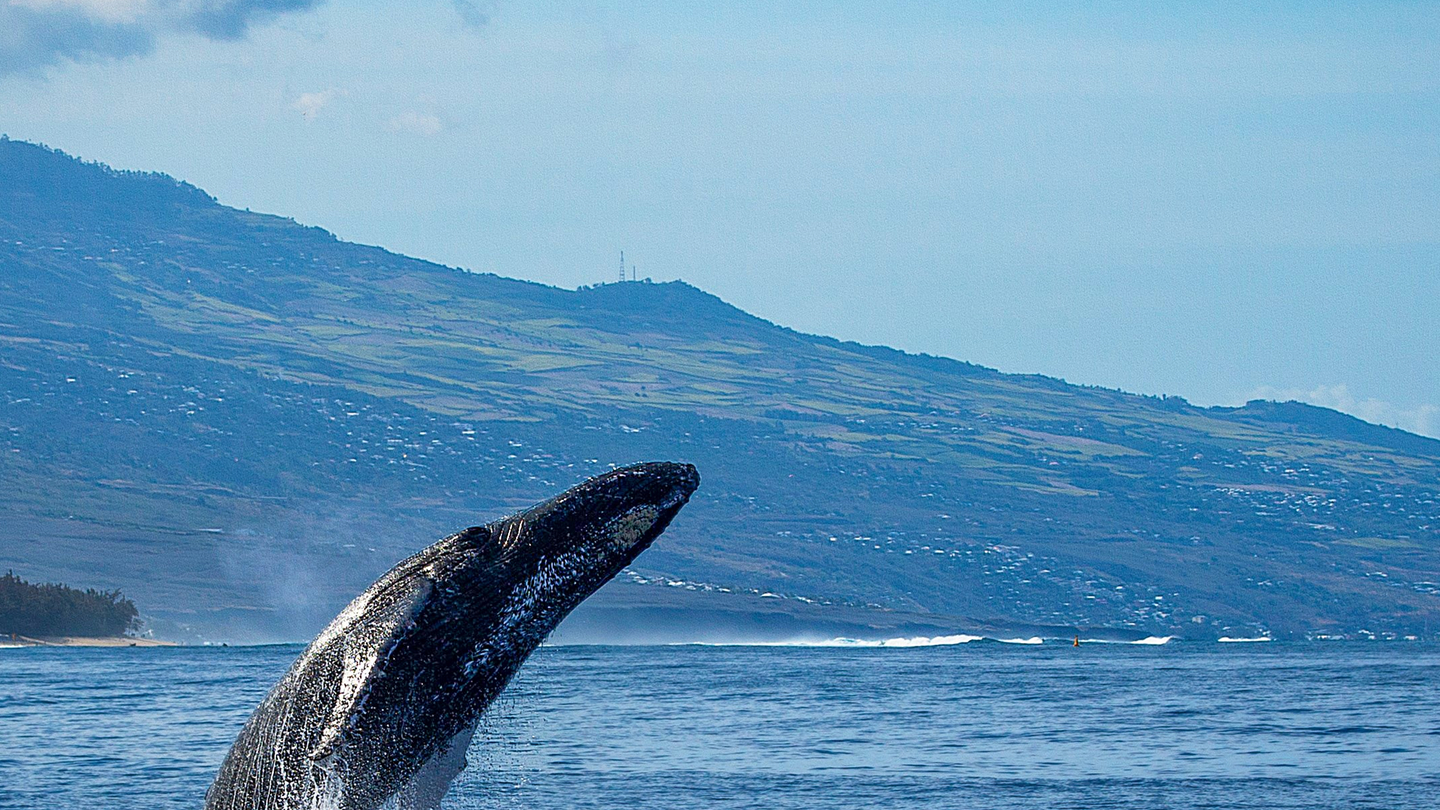 Photo d'un restaurant